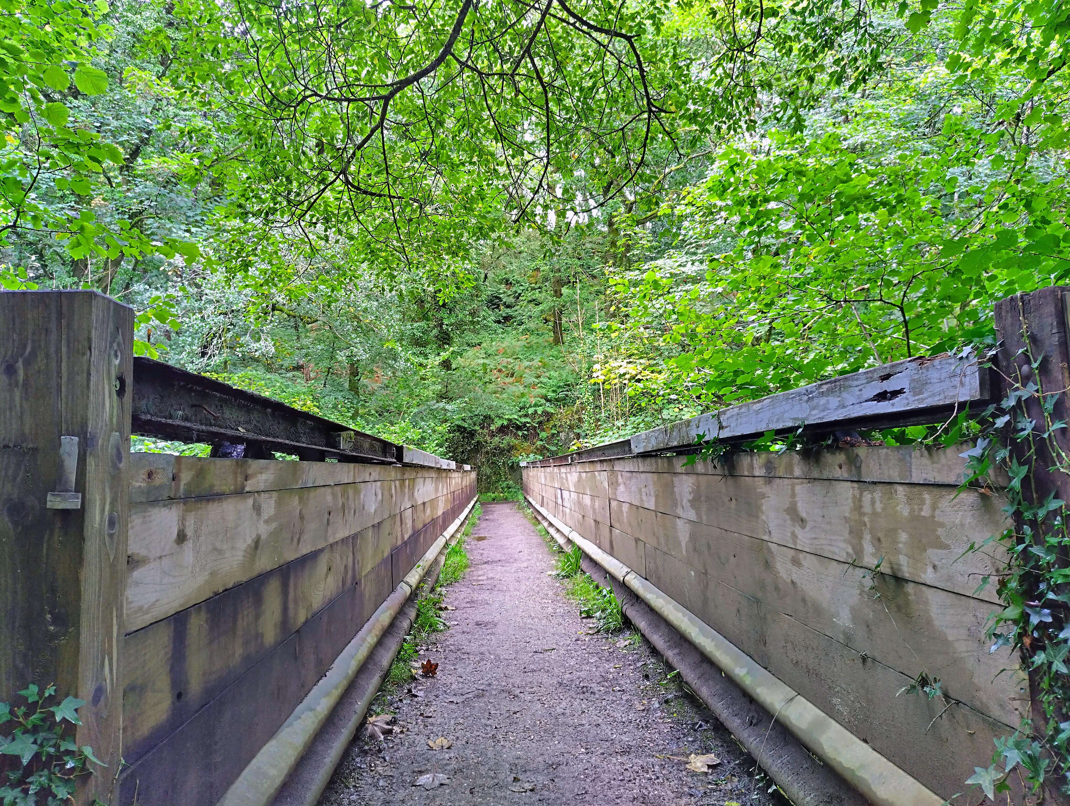 Exploring the woodlands