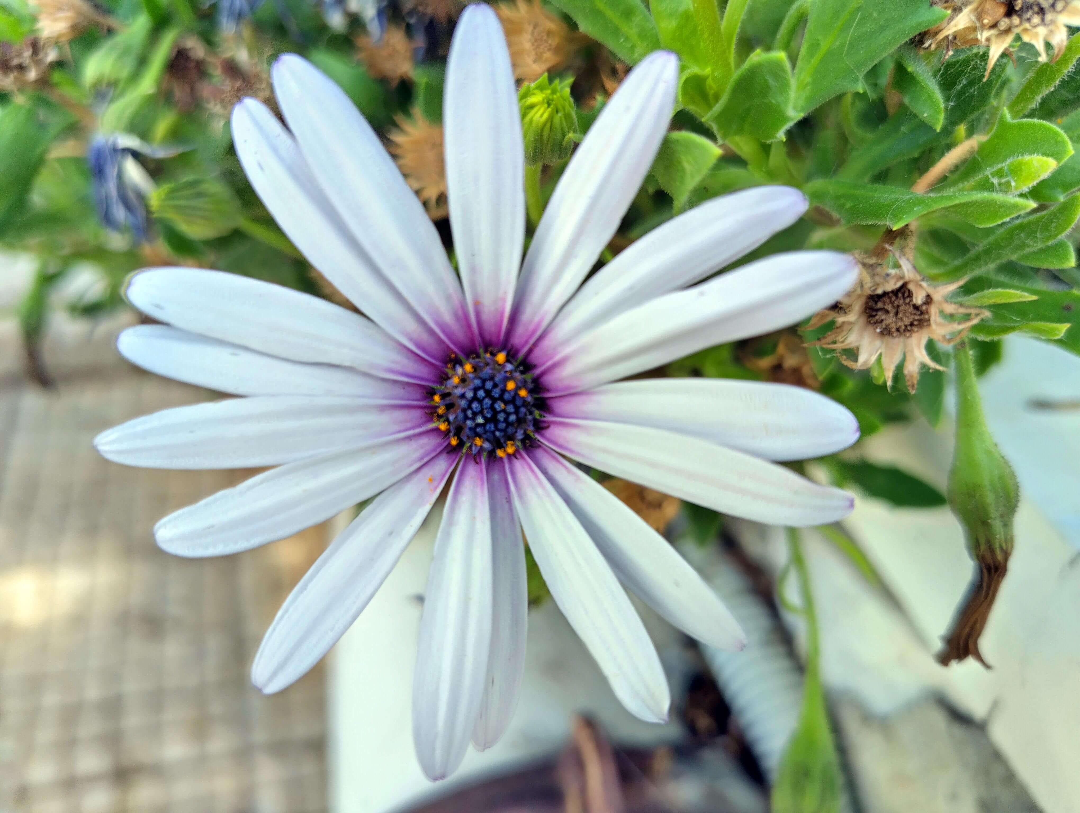 African Daisy