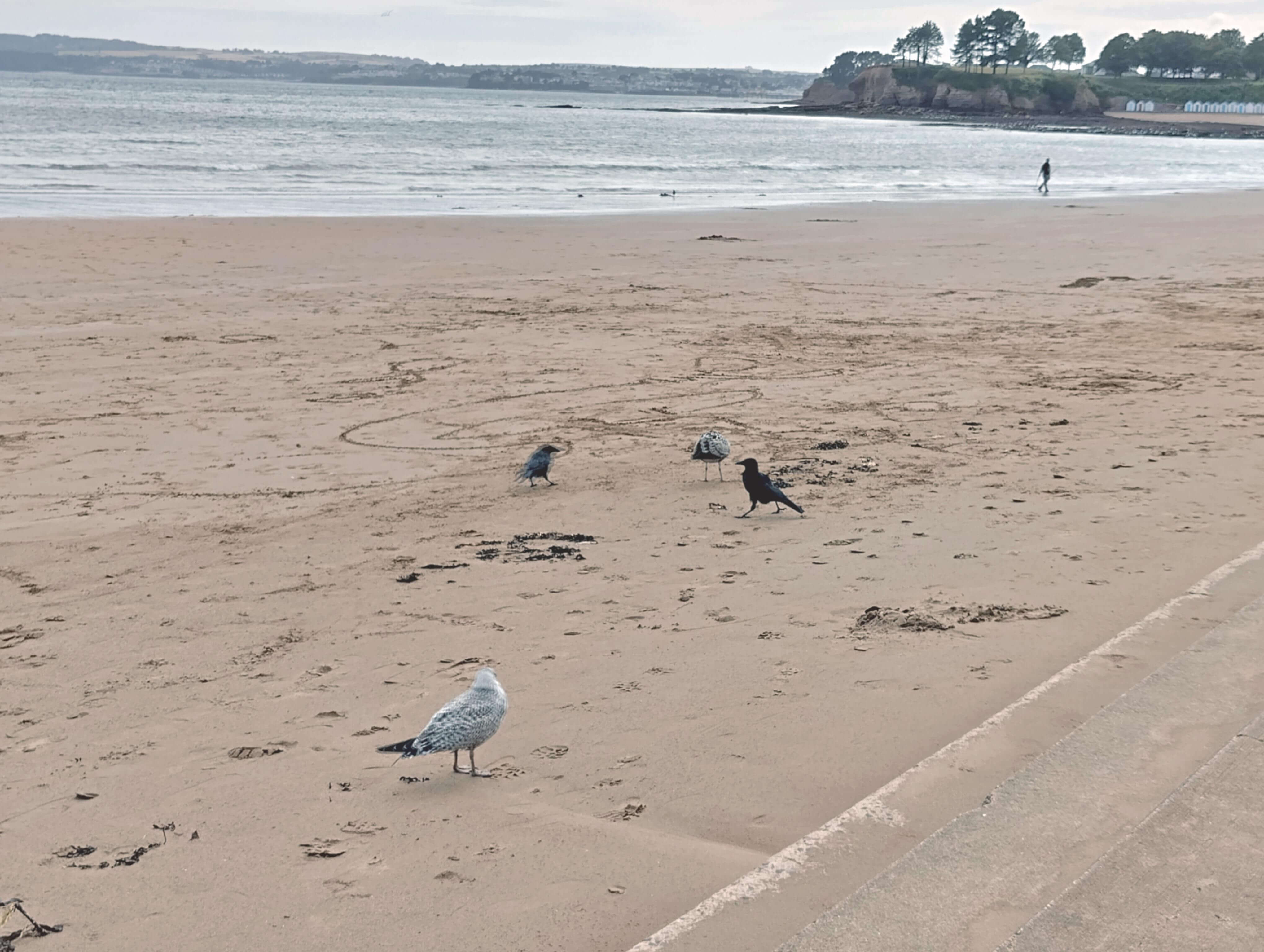 Crows vs Gulls