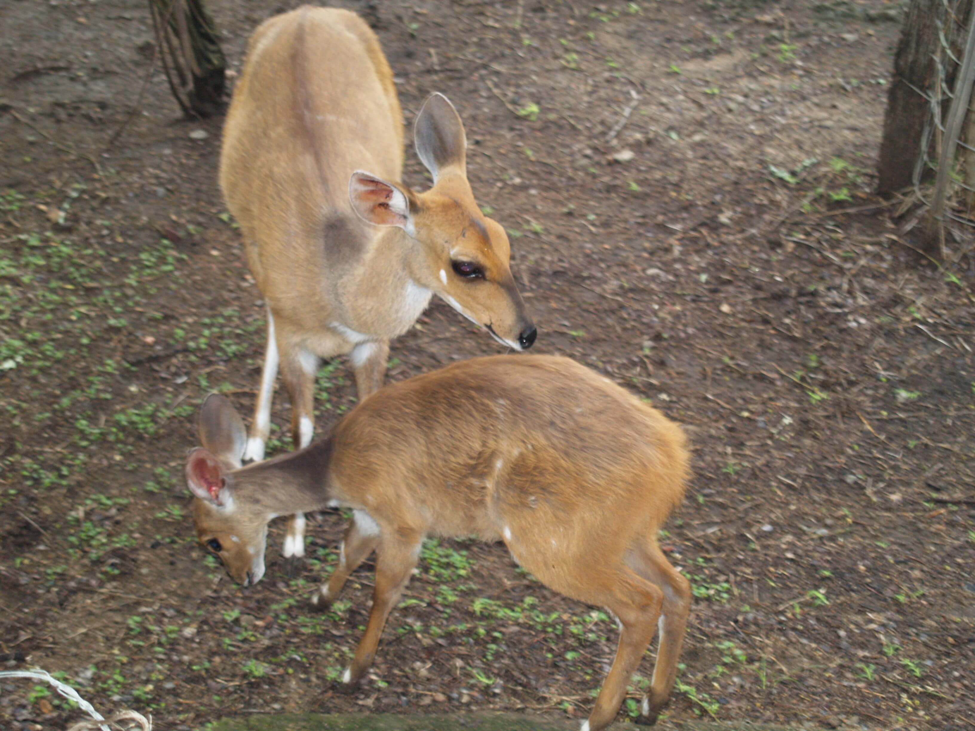 Mother and baby bushbuck