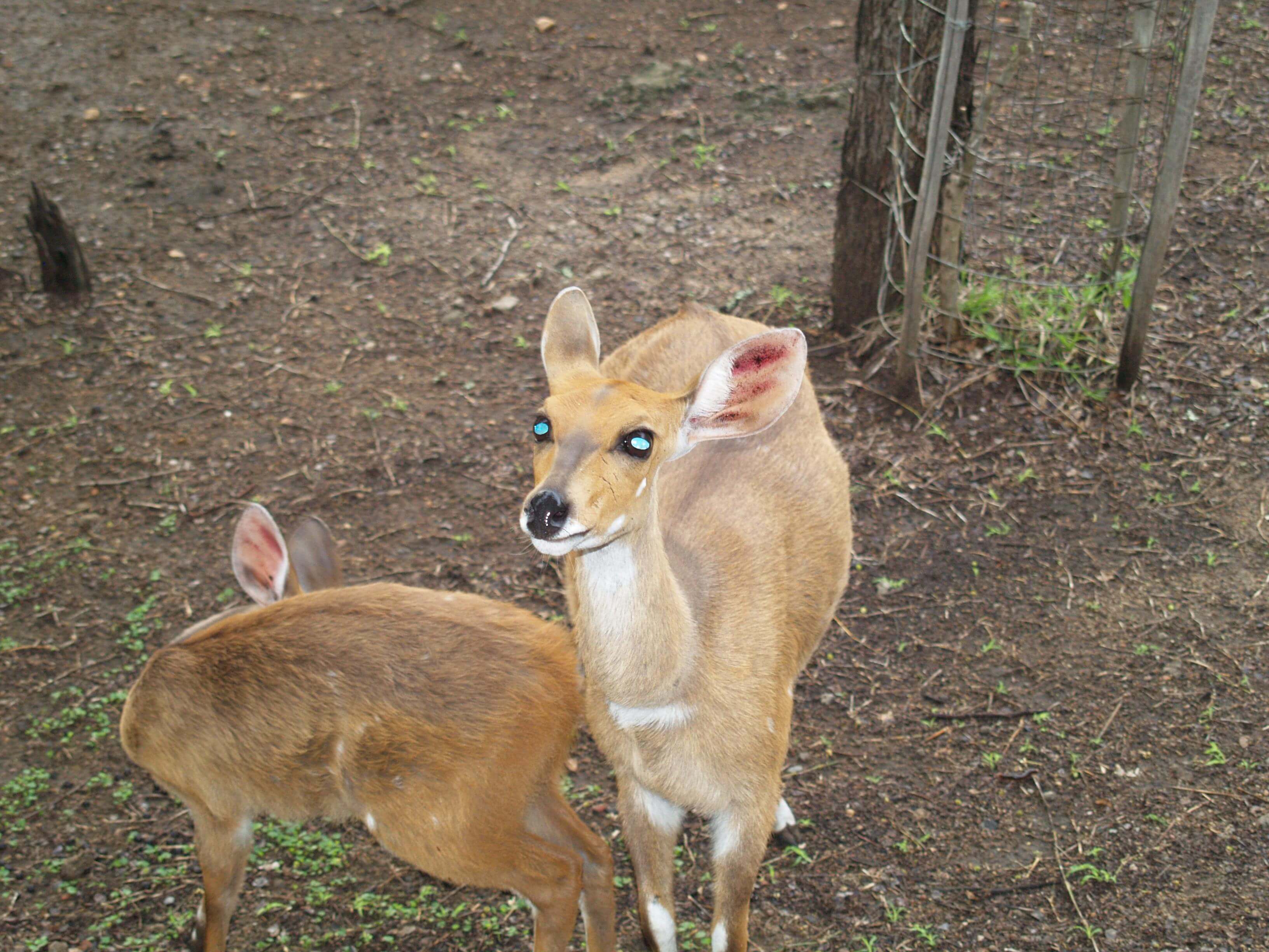 Bushbuck glowing eyes