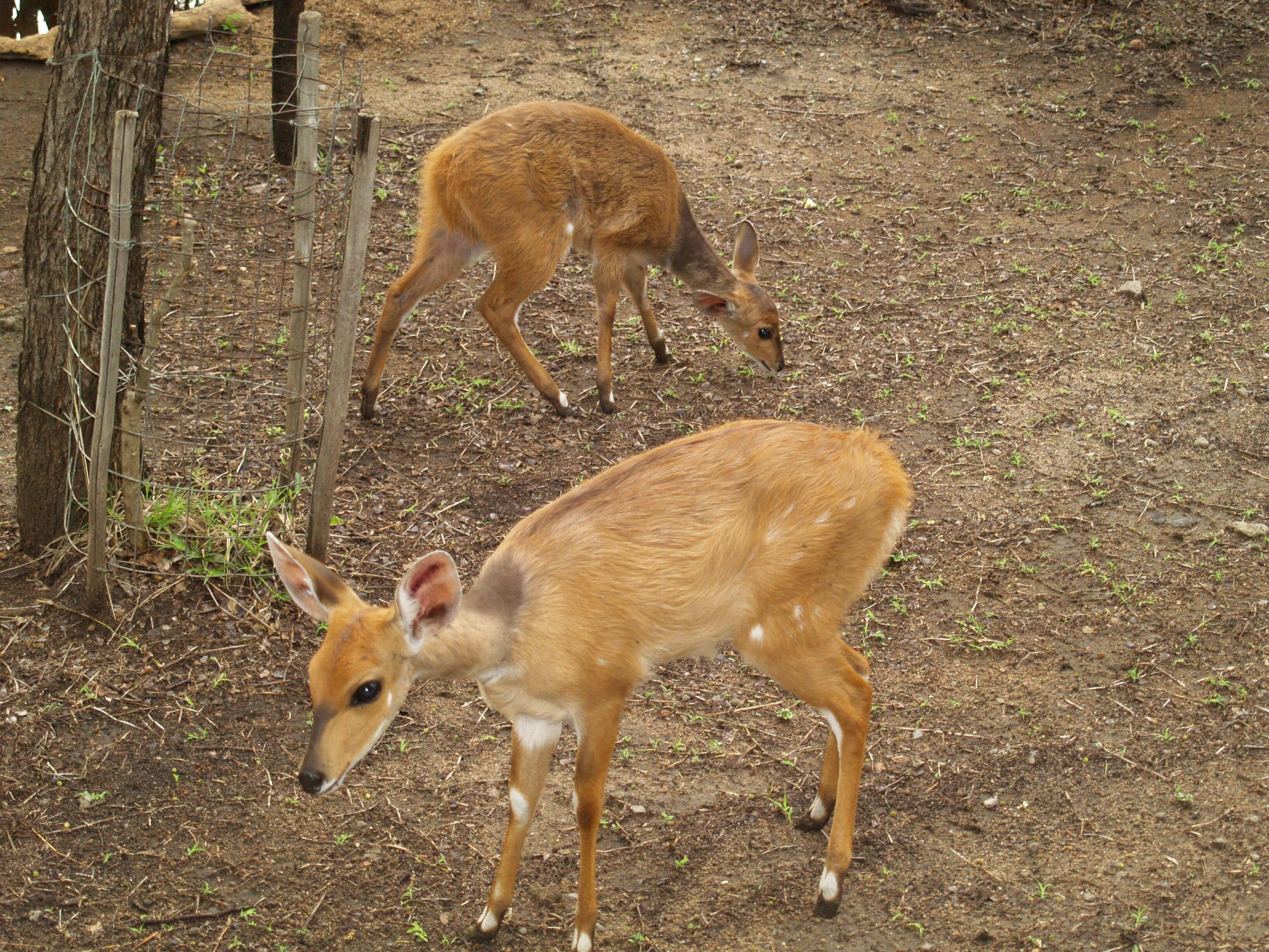 Baby Bushbuck