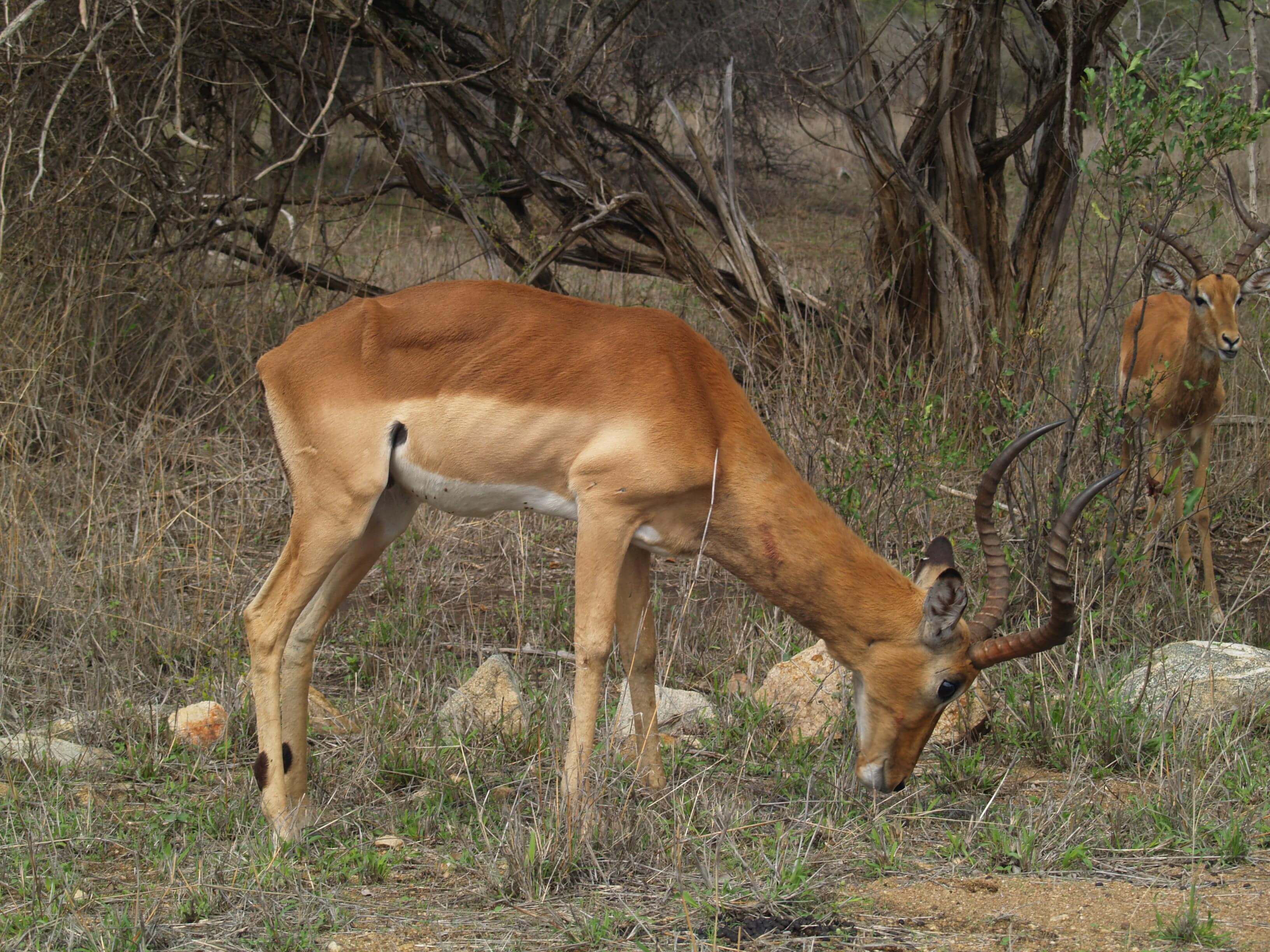 Male Impala