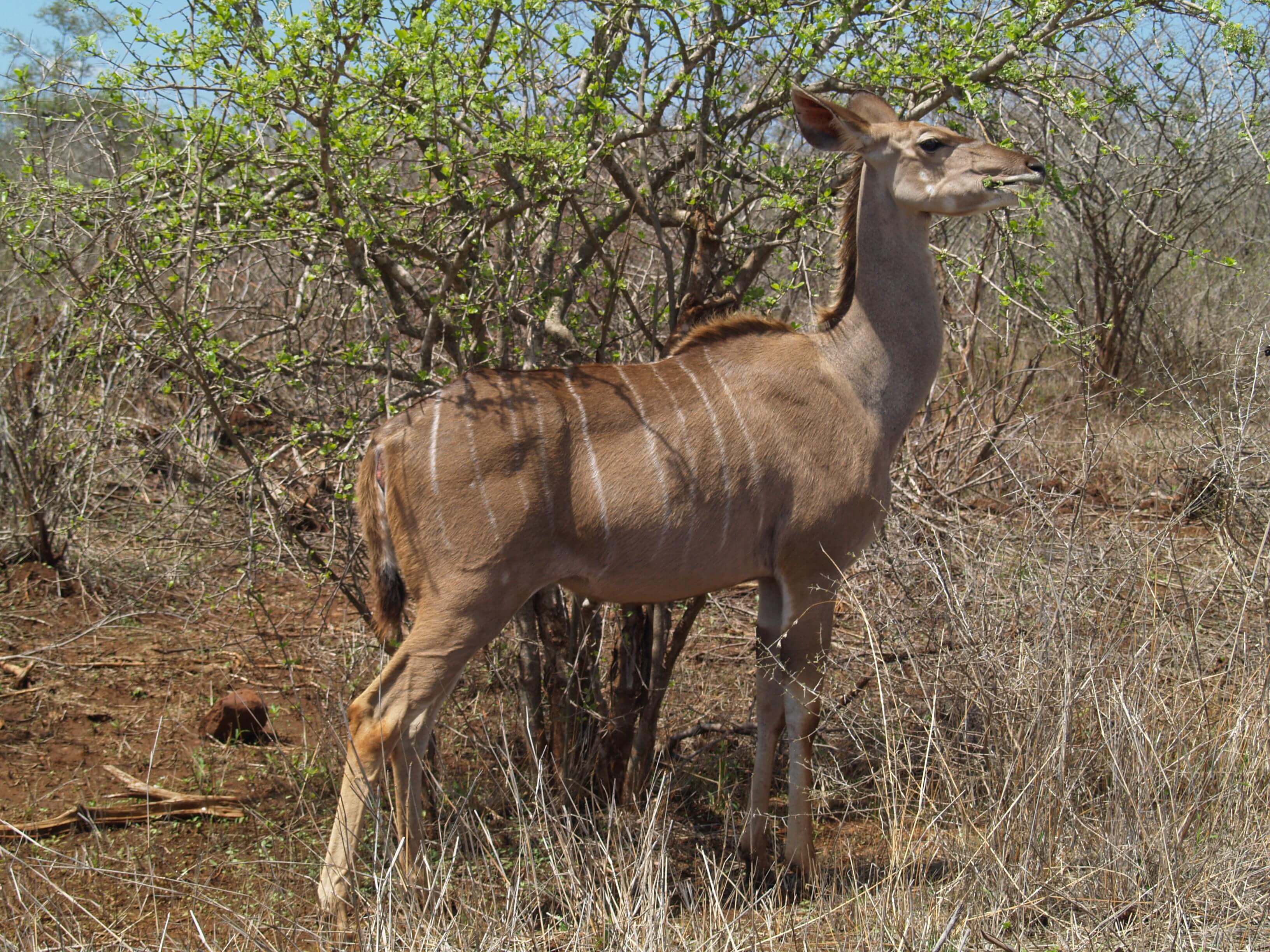 Impala Enjoying Lunch