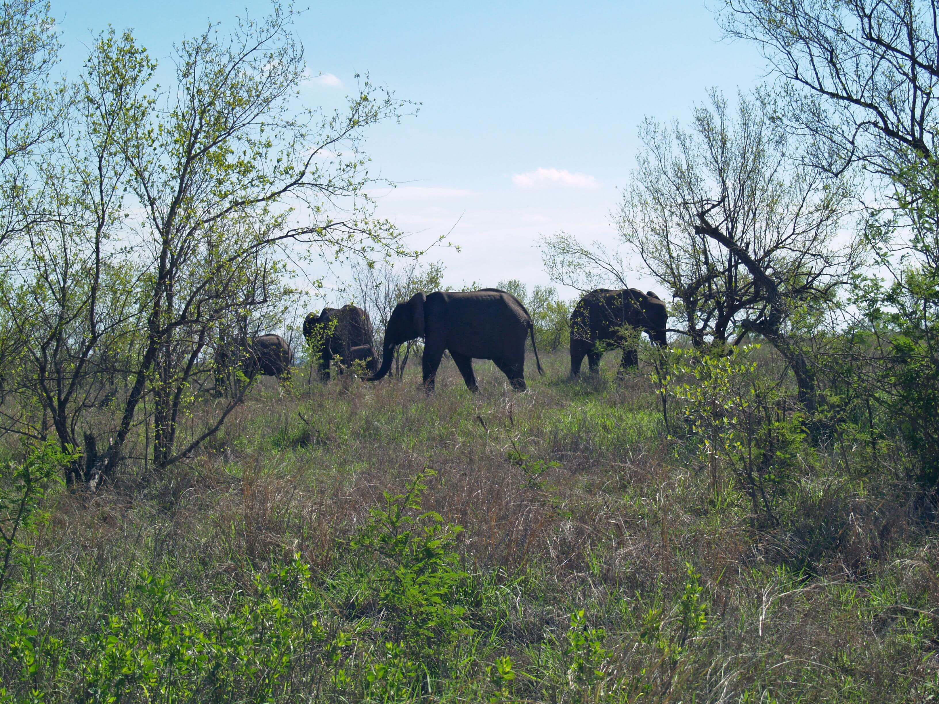 Elephant Herd