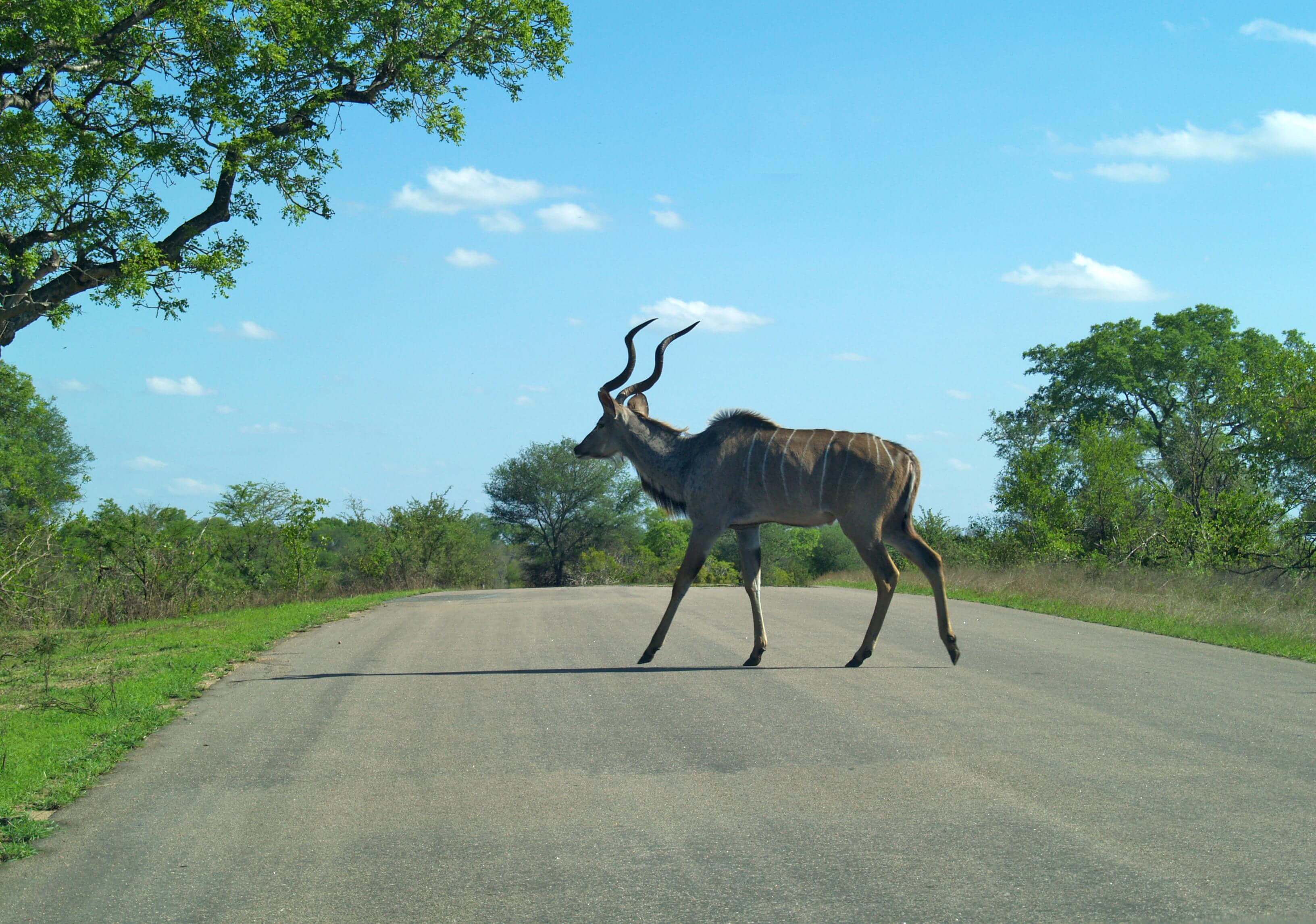 Impala crossing the road