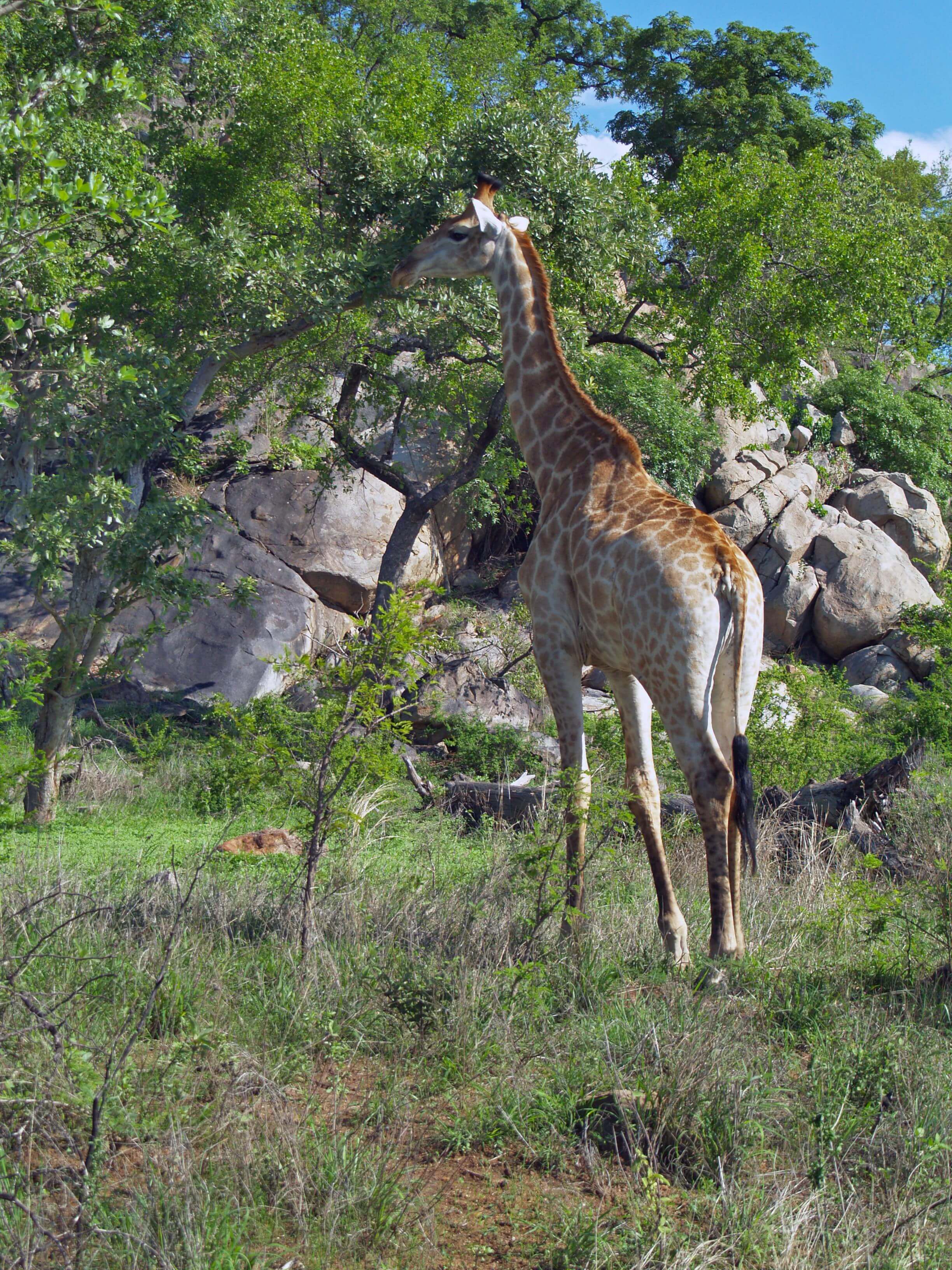 Giraffe having lunch